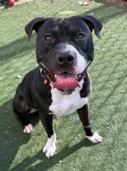 Scrabble thumbnail 3