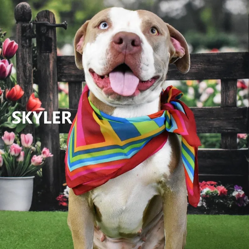 Skyler thumbnail 2