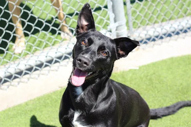 A young large-sized female Labrador Retriever dog named Xena for adoption in Grand Prairie, TX