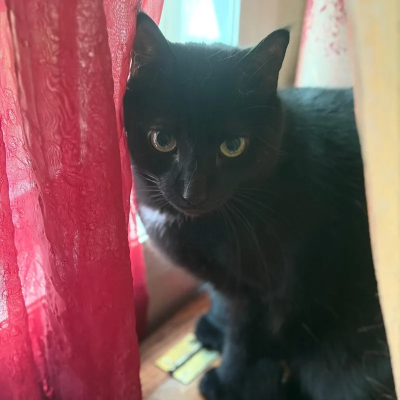 A senior large-sized male Black Domestic Short Hair cat named Rascal for adoption in Chantilly, VA
