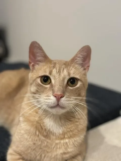 A young medium-sized male Orange & White Domestic Short Hair cat named Tonnelle for adoption in Oradell, NJ