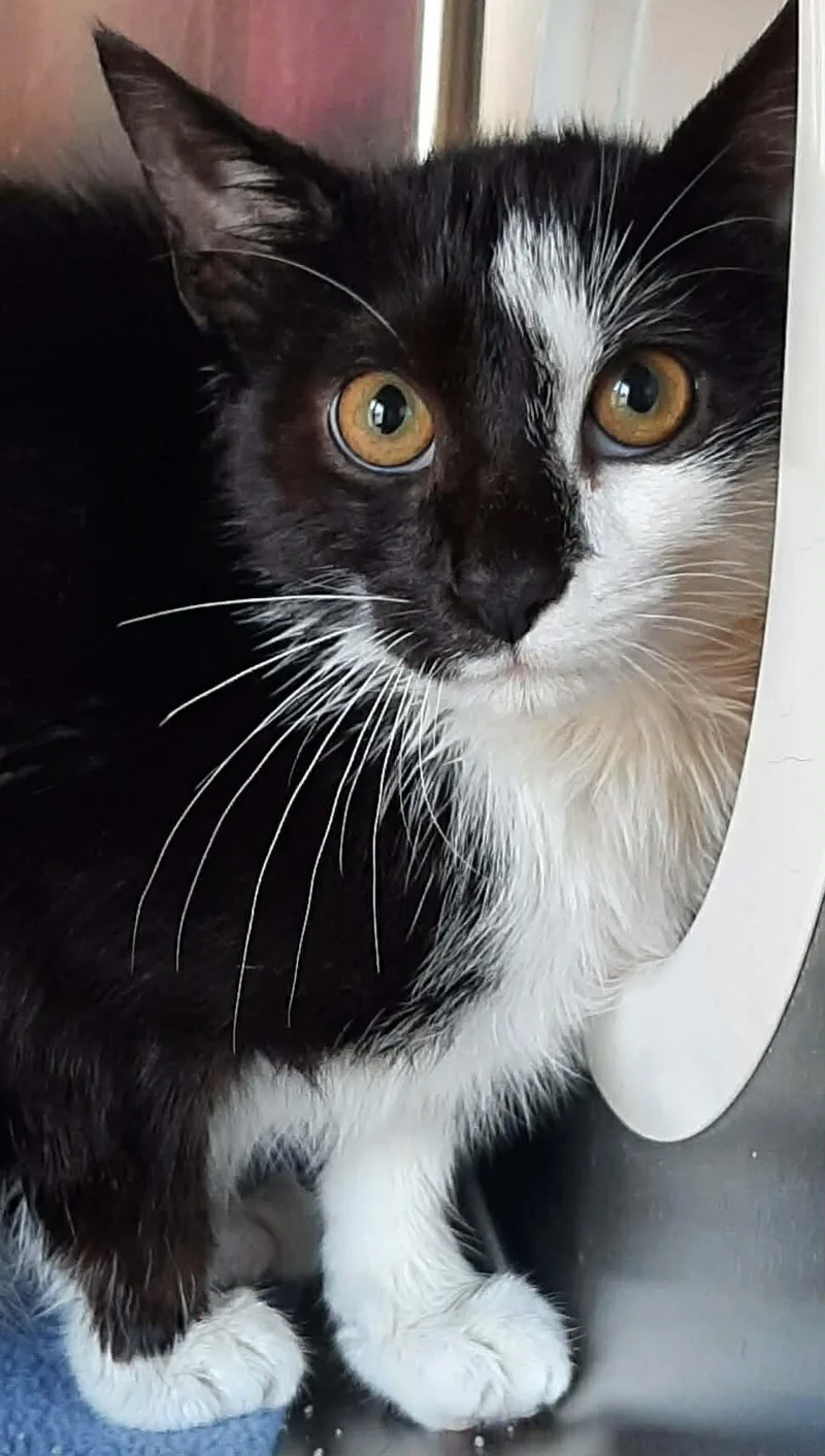A young medium-sized male Domestic Short Hair cat named Macchiato for adoption in Georgetown, OH