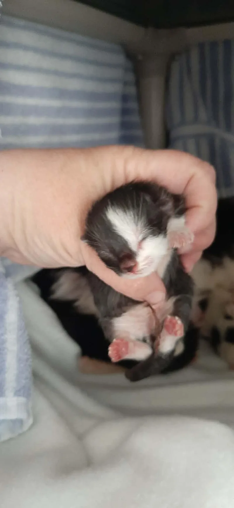 Macchiato thumbnail 2