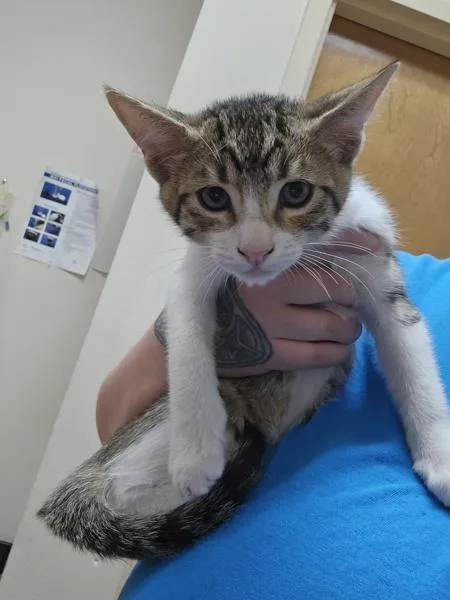A baby small-sized male Domestic Short Hair cat named CraZArt for adoption in Kennewick, WA