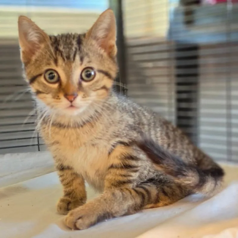 A baby small-sized male Brown / Chocolate Domestic Short Hair cat named Mosley for adoption in Muncie, IN
