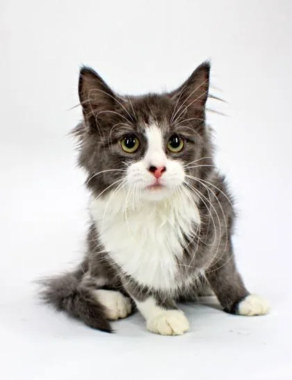 A baby small-sized female Domestic Long Hair cat named Lim for adoption in Morton Grove, IL
