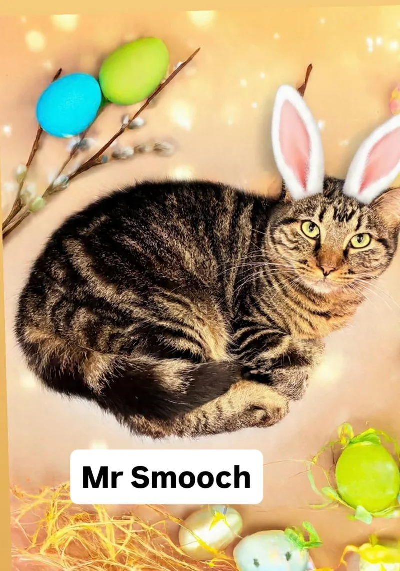 Mr Smooch At Martinez