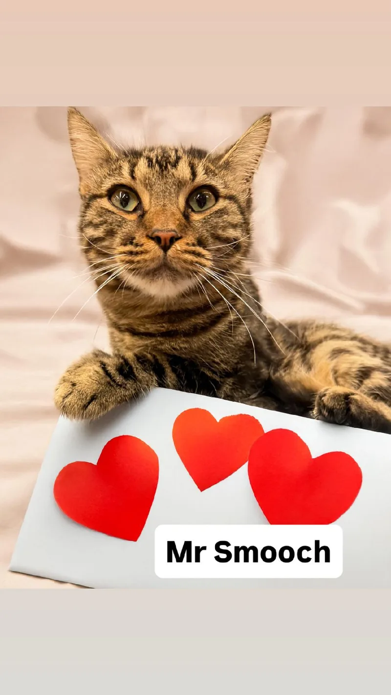 Mr Smooch At Martinez thumbnail 2