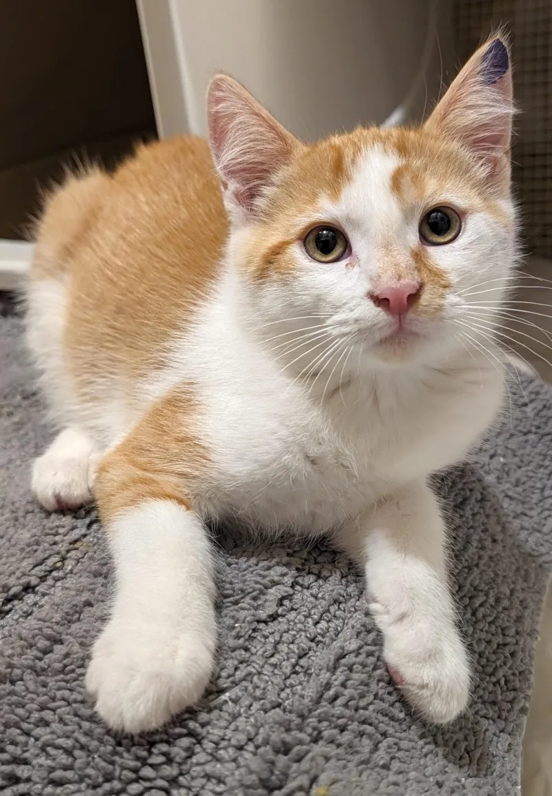 A baby medium-sized male Orange & White Domestic Short Hair cat named Edamame Bean for adoption in Beaverton, OR