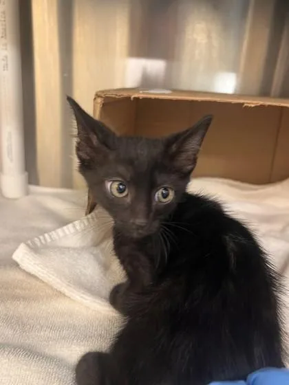 A baby small-sized male Domestic Short Hair cat named Buttons for adoption in Honolulu, HI