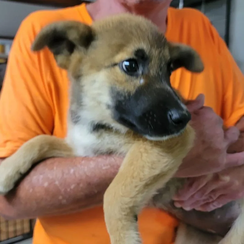 A baby large-sized female Black Shepherd dog named CT Jill for adoption in Stormville, NY