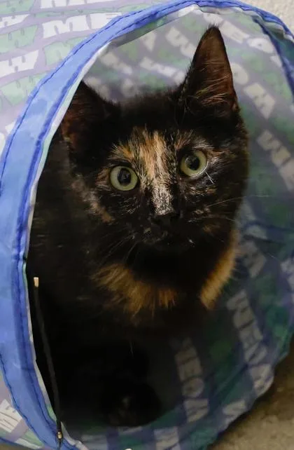 A young medium-sized female Domestic Short Hair cat named Jenni for adoption in Baraboo, WI