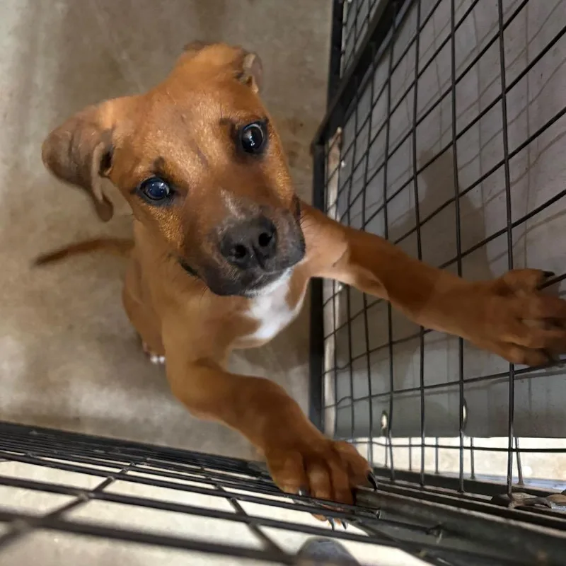 A baby small-sized male Brown / Chocolate Pit Bull Terrier dog named Thomas for adoption in Birmingham, AL