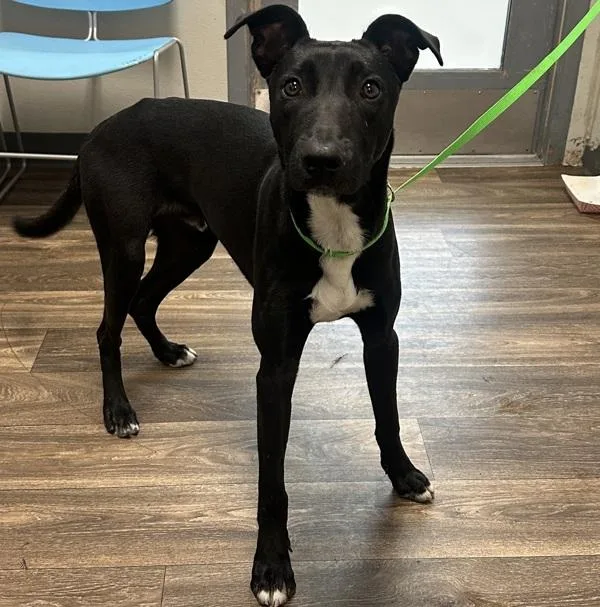 A young medium-sized male Shepherd dog named Nitro for adoption in San Diego, CA