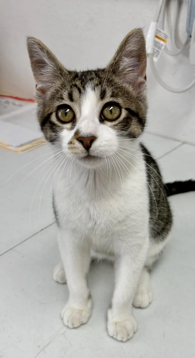 A young medium-sized male Domestic Short Hair cat named Carl Dean for adoption in Charles City, IA
