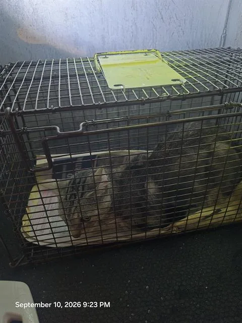 An adult small-sized male Domestic Short Hair cat named Edward for adoption in San Antonio, TX