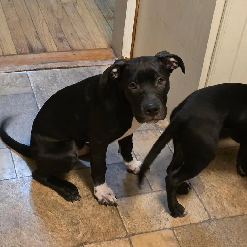 A baby medium-sized male Black Pit Bull Terrier dog named Ace for adoption in Oceanside, NY
