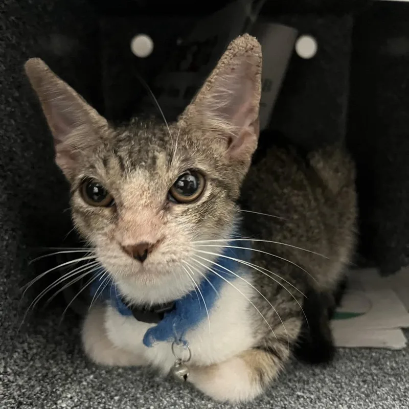 A baby small-sized male Brown / Chocolate Domestic Short Hair cat named Tony for adoption in Edinburg, TX