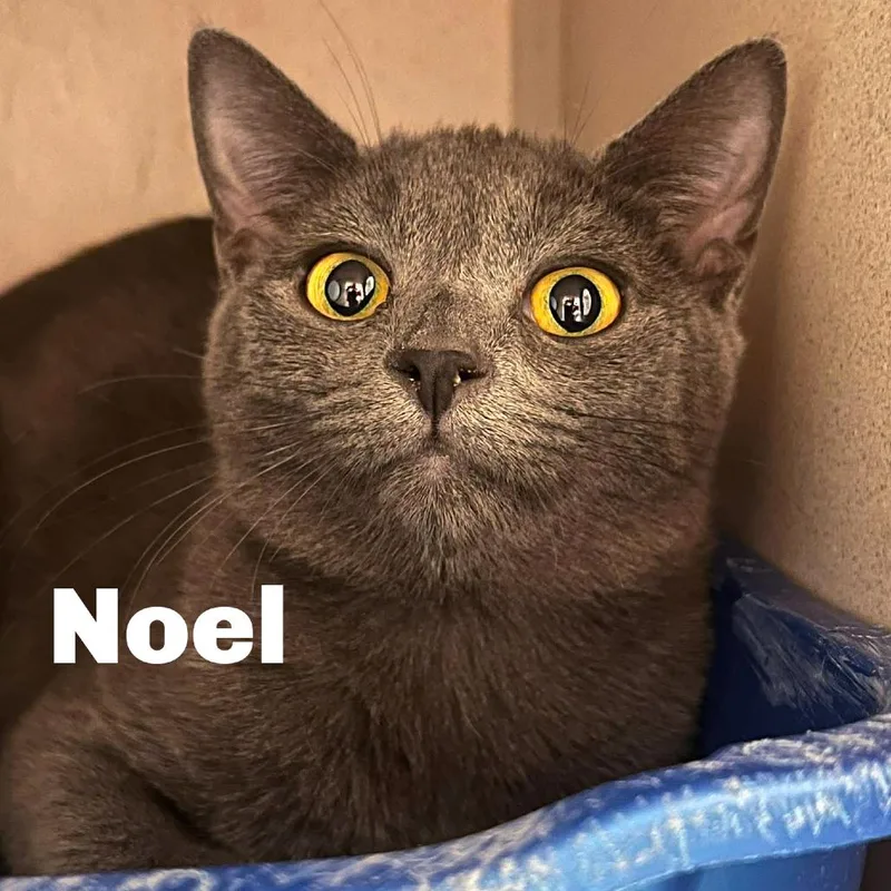 Noel