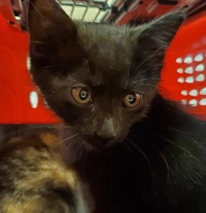 A young medium-sized male Domestic Short Hair cat named Blinky for adoption in Kansas City, MO