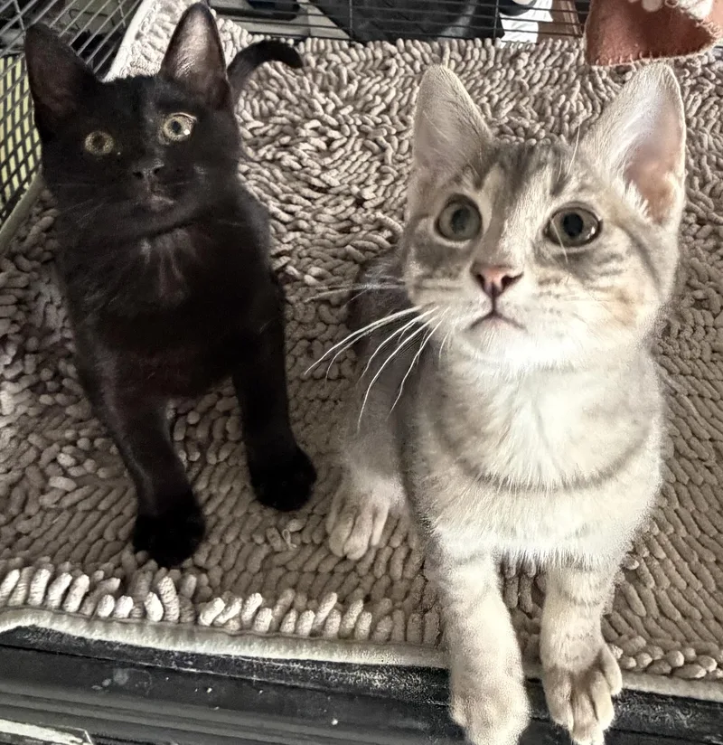 Sebastian and Brando thumbnail 4