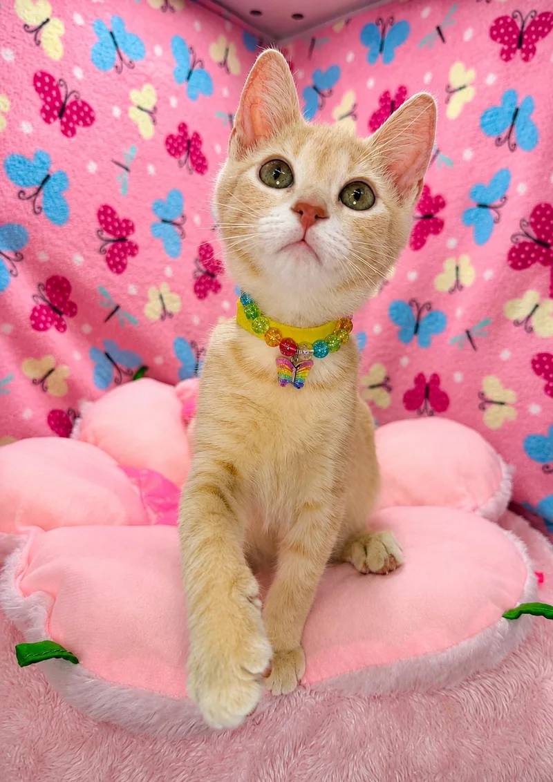 A baby medium-sized female Orange & White Tabby cat named Wish for adoption in Tavares, FL
