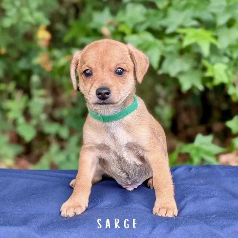Sarge