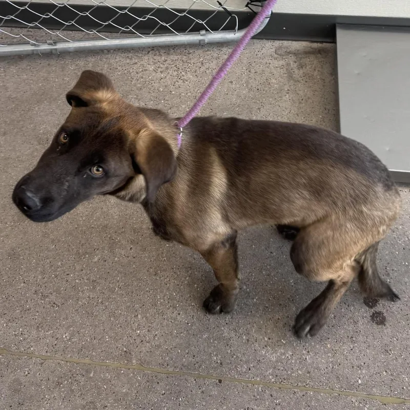 A young medium-sized female Brown / Chocolate Mixed Breed dog named Zelda for adoption in Las Cruces, NM