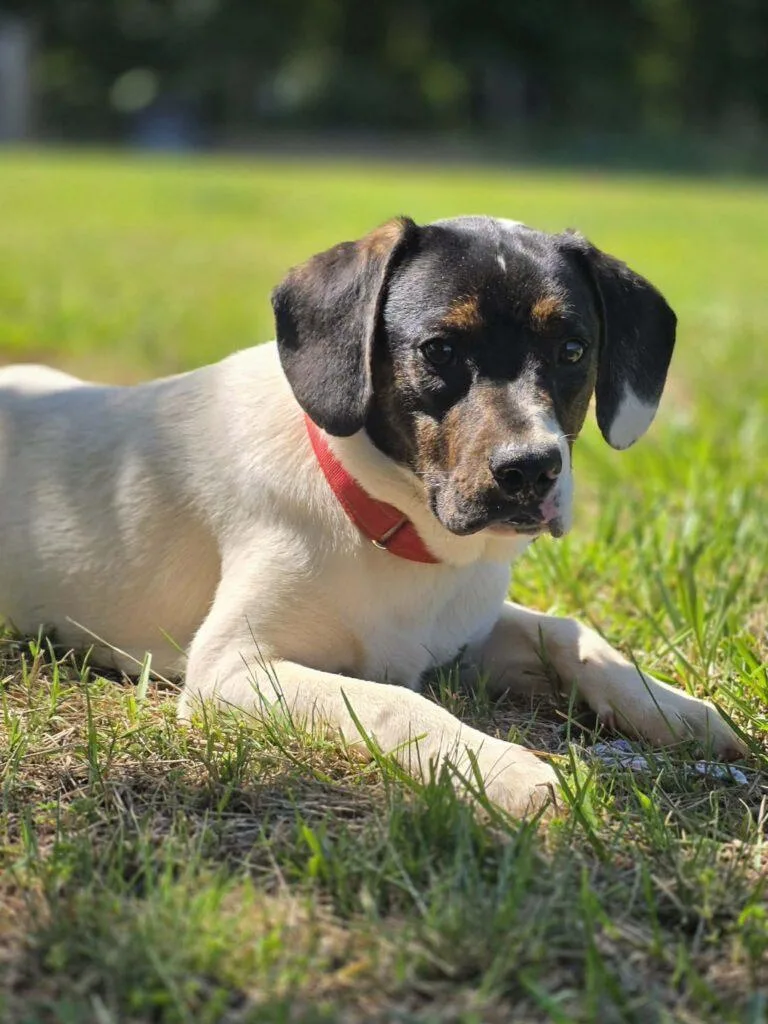 A young medium-sized male White / Cream Hound dog named Waylon for adoption in Red Hook, NY