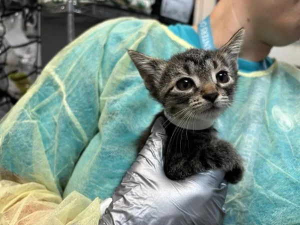 A baby small-sized female Domestic Short Hair cat named Buffay for adoption in Ridgewood, NY