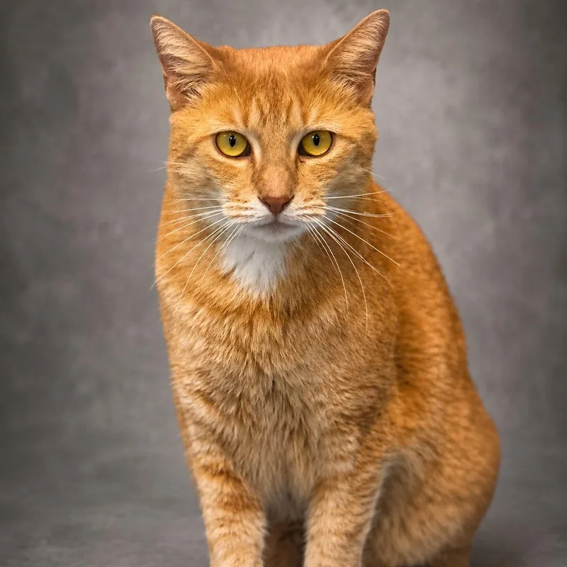 An adult large-sized female Domestic Short Hair cat named Ava for adoption in Houston, TX