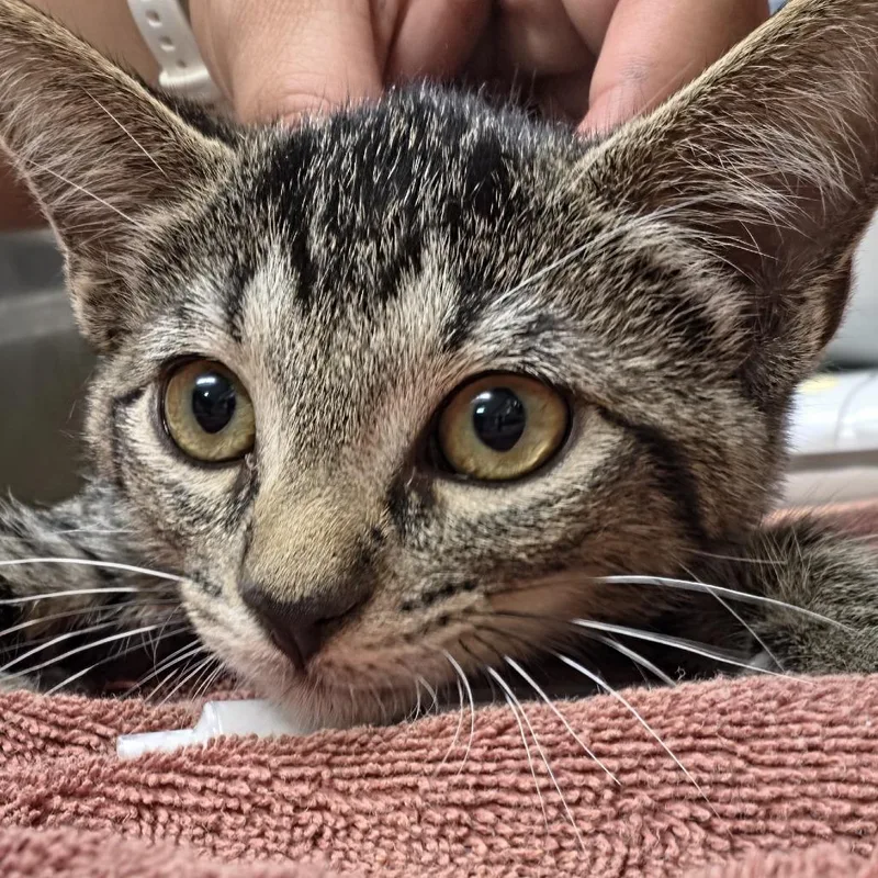 A baby small-sized male Brown / Chocolate Domestic Short Hair cat named Schroeder for adoption in Leander, TX