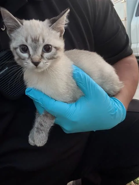 A baby small-sized female Domestic Short Hair cat named Simone for adoption in San Antonio, TX