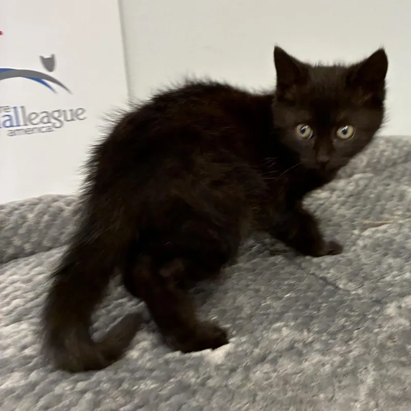 A baby small-sized female Black Domestic Short Hair cat named Onyx for adoption in Morganfield, KY