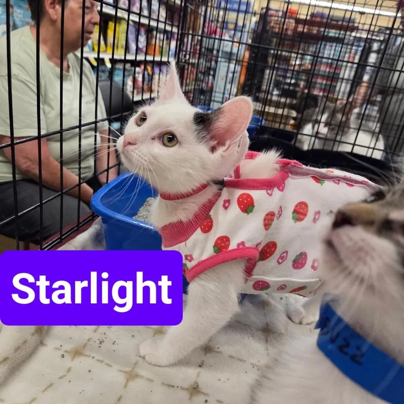 A baby small-sized female Calico Domestic Short Hair cat named Starlight for adoption in Hamburg, NY