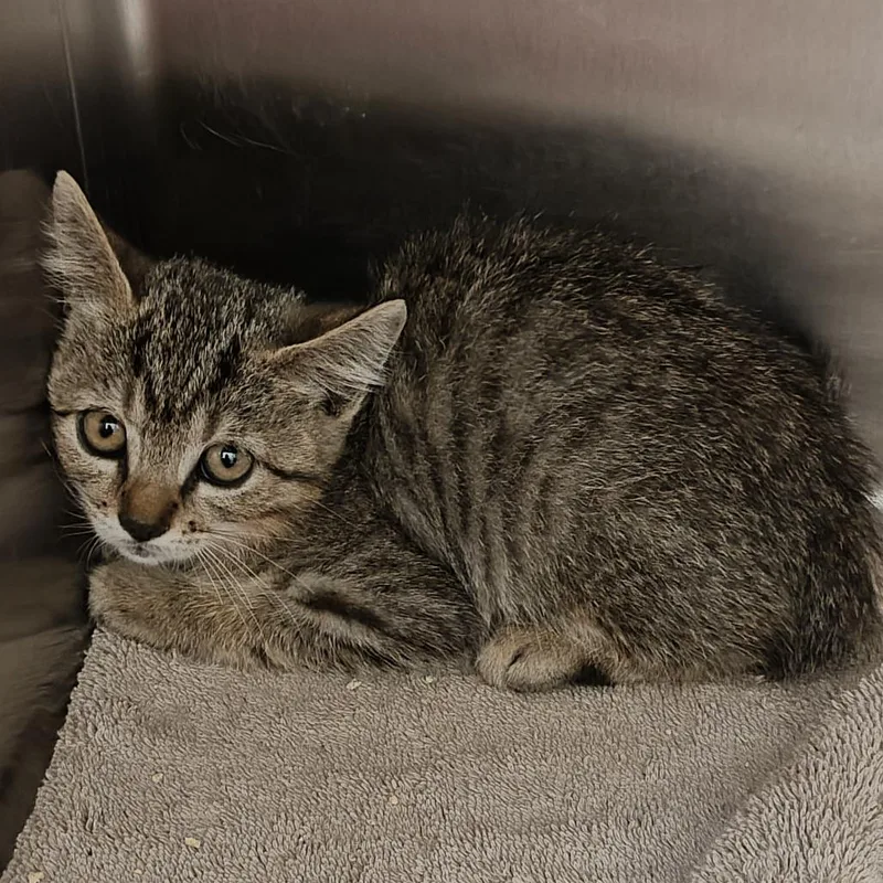 A baby small-sized female Brown / Chocolate Domestic Short Hair cat named Allira for adoption in Upland, CA