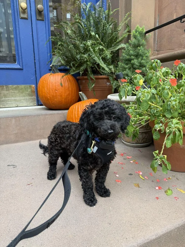 A young small-sized male Poodle dog named Onyx for adoption in Long Island City, NY