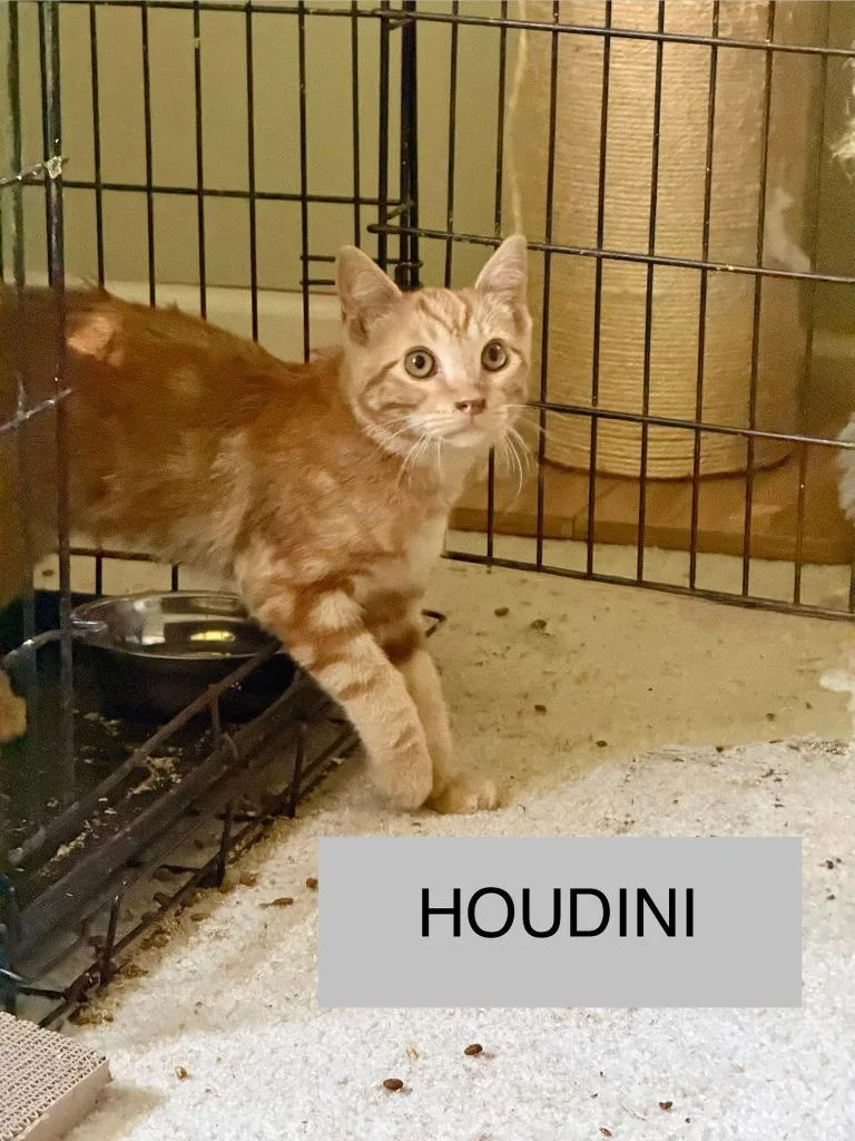 A baby medium-sized male Domestic Medium Hair cat named Houdini for adoption in Libertyville, IL