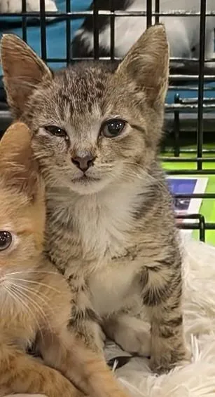 A baby medium-sized male Domestic Short Hair cat named Rocket Pop for adoption in Florence, SC