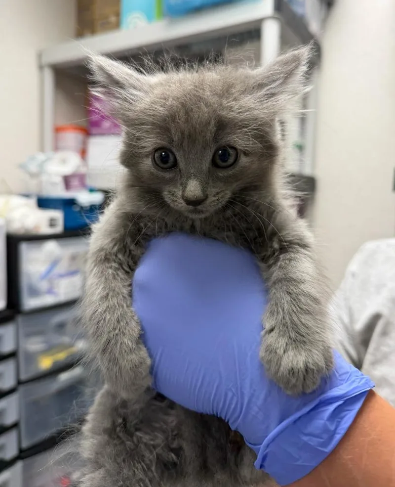 A baby medium-sized female Domestic Medium Hair cat named ZZlonk! for adoption in Pomona, NY