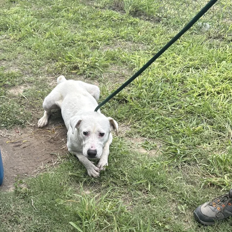 An adult medium-sized male White / Cream Mixed Breed dog named Cheese for adoption in Austin, TX