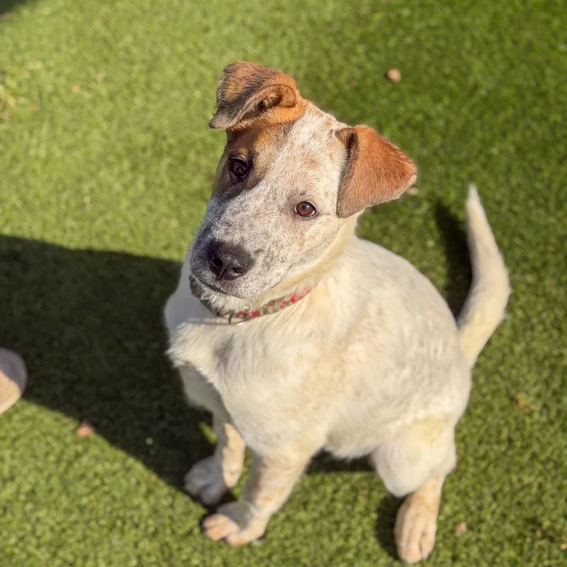 A baby medium-sized male White / Cream Australian Cattle Dog / Blue Heeler dog named Freckles for adoption in Gainesville, GA