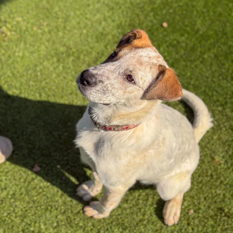 Freckles thumbnail 2