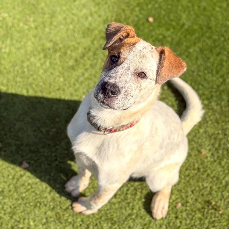 Freckles thumbnail 3