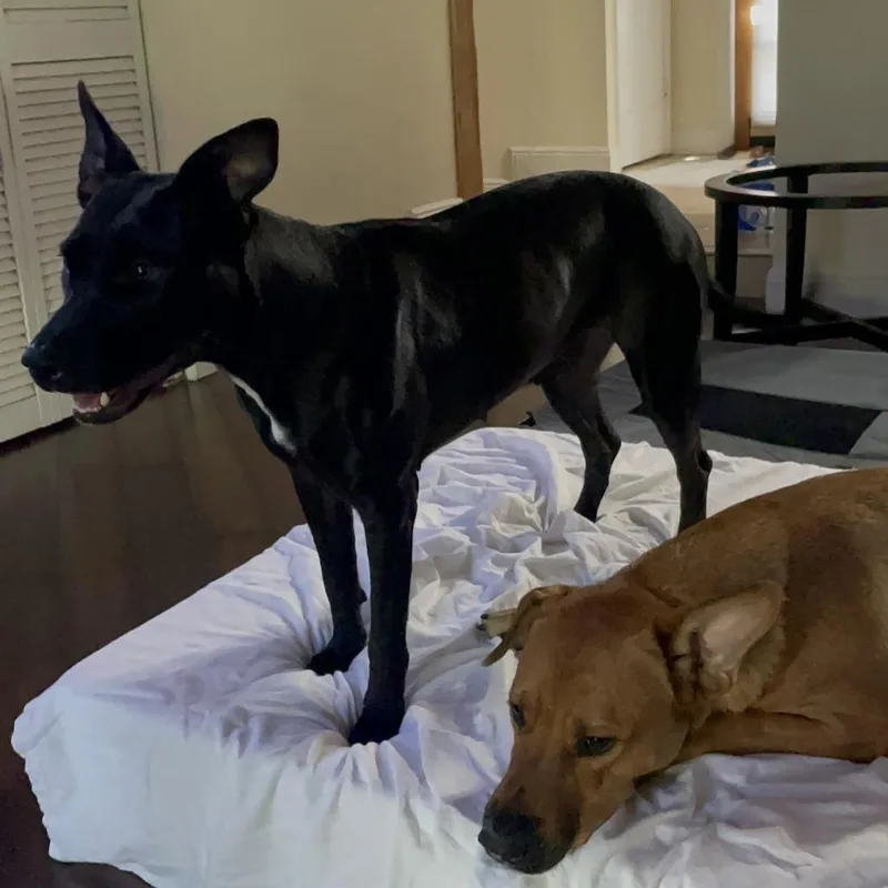 An adult medium-sized female Black German Shepherd Dog named Bella for adoption in West Palm Beach, FL