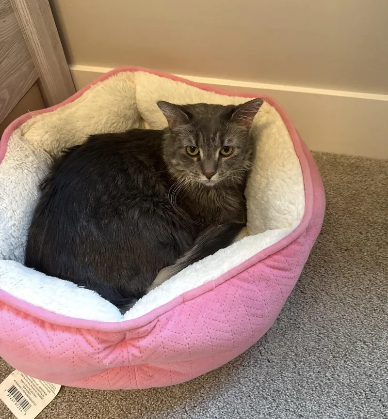An adult large-sized female Domestic Short Hair cat named Lily for adoption in Lincoln, NE