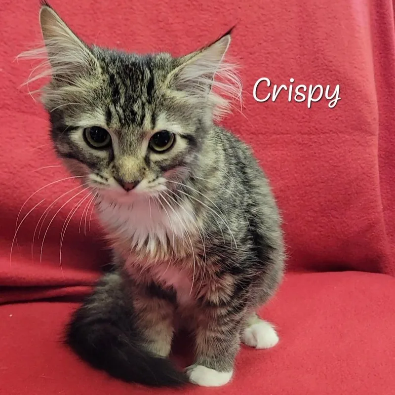 A baby small-sized male Brown / Chocolate Domestic Long Hair cat named Crispy for adoption in Parkersburg, WV