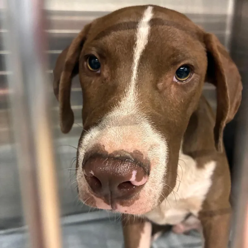 A young medium-sized male Brown / Chocolate Mixed Breed dog named Tonic for adoption in Abilene, TX