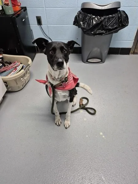 A senior large-sized female Labrador Retriever dog named Pen Cookie for adoption in Lawrenceville, GA