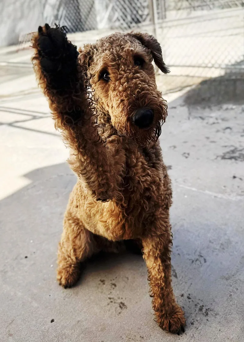 A young large-sized male Brown / Chocolate Airedale Terrier dog named River for adoption in Albuquerque, NM
